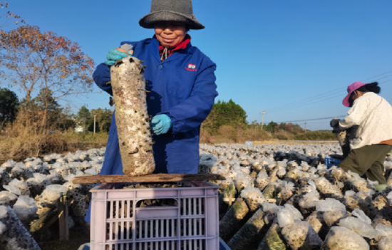 圖為永豐縣煙區煙農正在采摘黑木耳