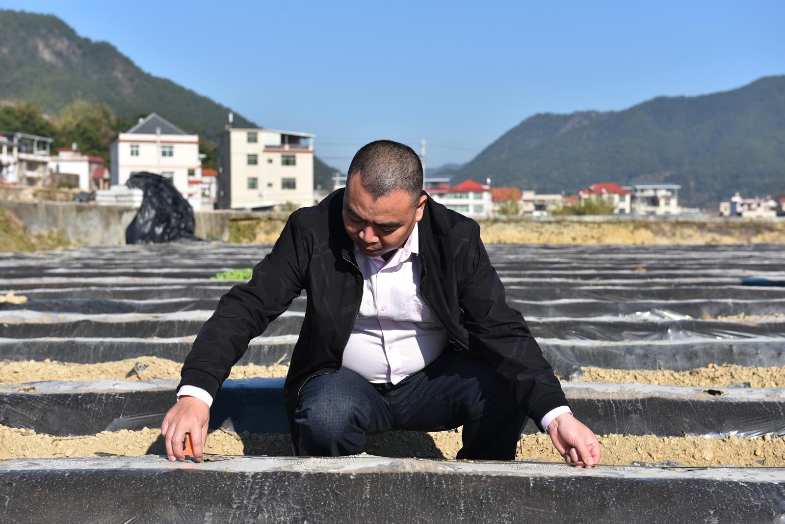 圖為1月20日煙技員曾開春在藍溪鎮梅永村栽后煙田測量煙苗移栽株距和深度