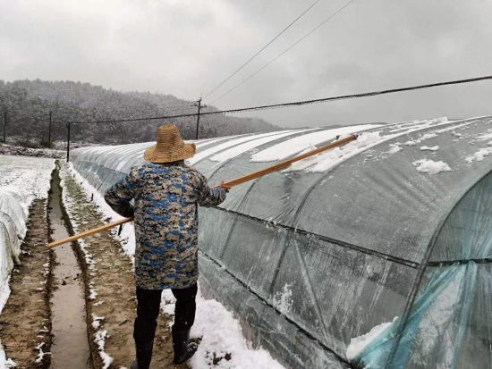 圖為專業化育苗隊隊員正在清除積雪