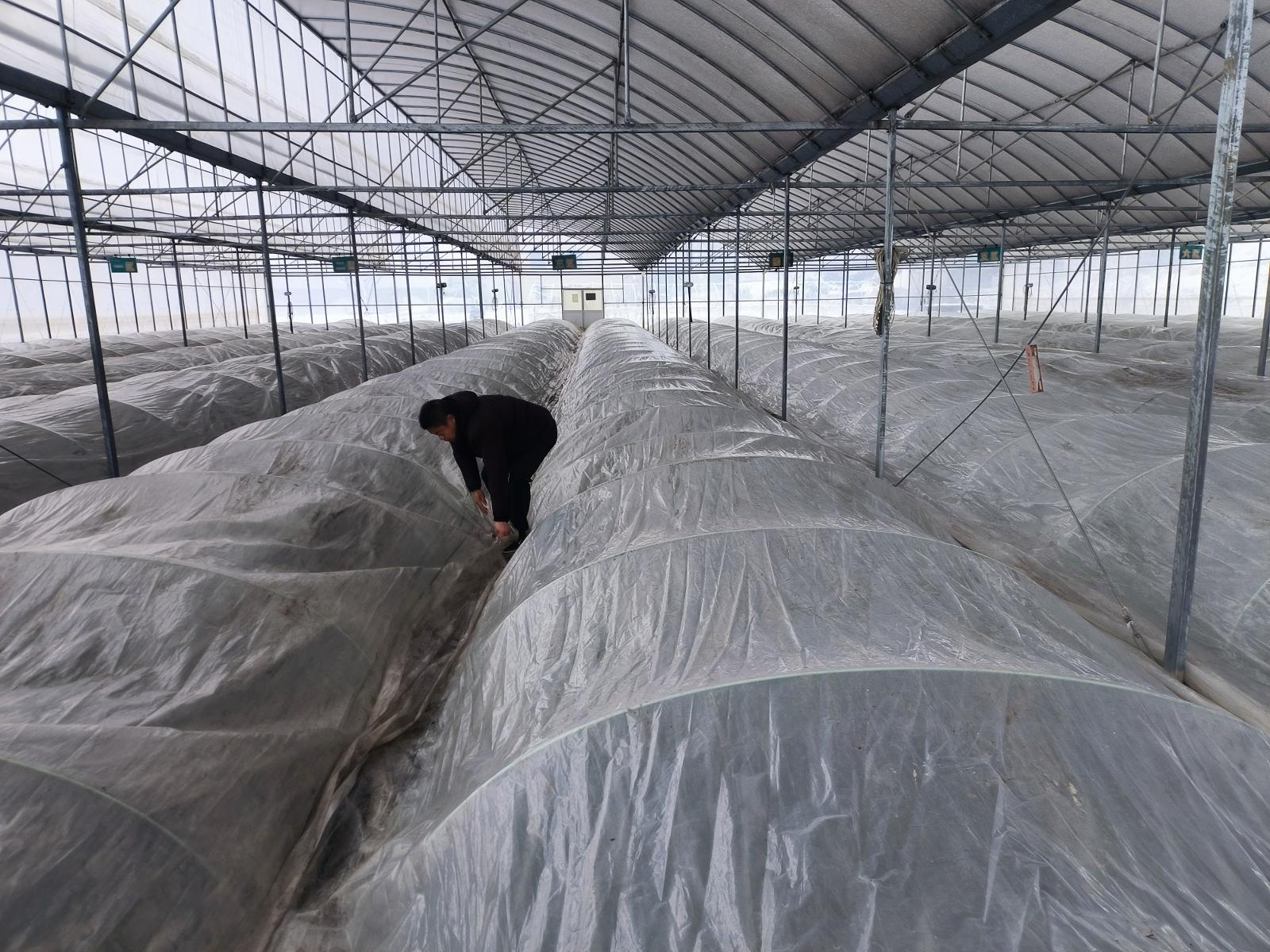 圖為煙技員在黃陂育苗工場查看小棚加蓋情況.jpg