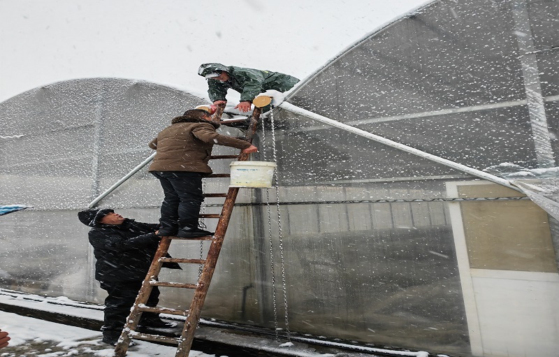 圖為煙技員協助育苗戶在育苗工場頂棚撒鹽除雪.jpg