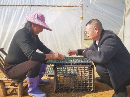 圖為石城縣琴江鎮長樂育苗基地煙技員正在指導煙農間苗熊旭光 攝