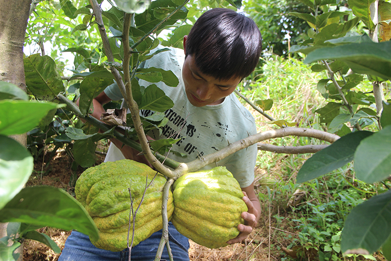農(nóng)戶正在采收成熟的陽(yáng)旺田香櫞資料圖茶瀟琦攝