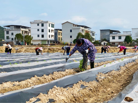 圖為重石鄉移栽現場