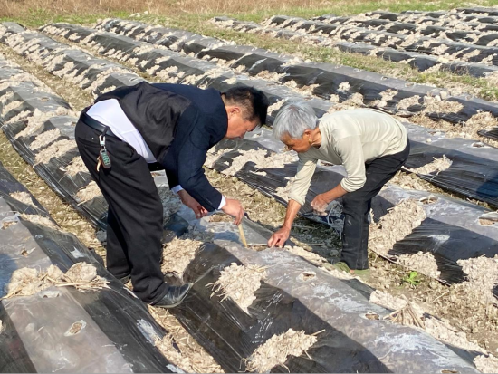 圖為廖之榮指導煙農進行移栽