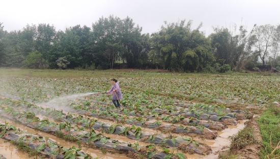 圖為指導煙農清理葉片上淤泥