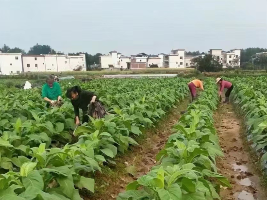 圖為信豐縣正平鎮煙農正在田間回收地膜