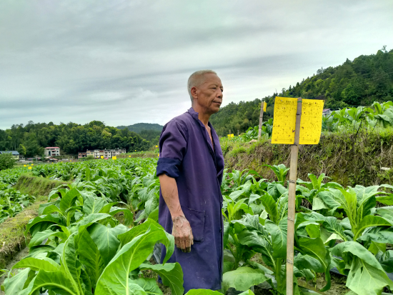 圖為溫啟發正在煙田里觀察粘蟲板粘蟲效果 溫昌恭攝