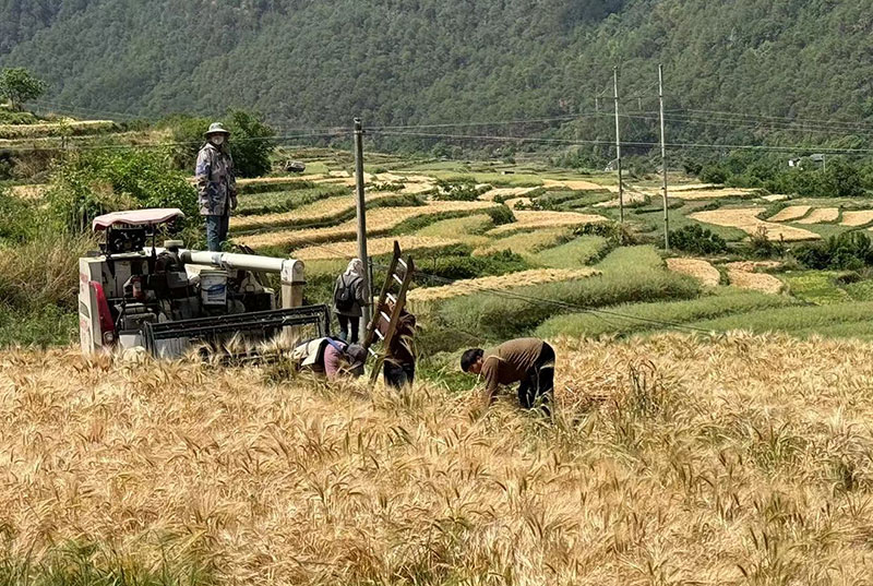 玉龍縣龍蟠鄉村民正在收割小麥--2024年5月1日-向帆-攝