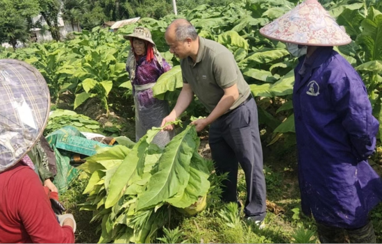 圖為會昌煙草技術人員在田間指導工人采收煙葉