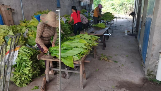 圖為煙農使用梳式煙夾開展夾煙作業