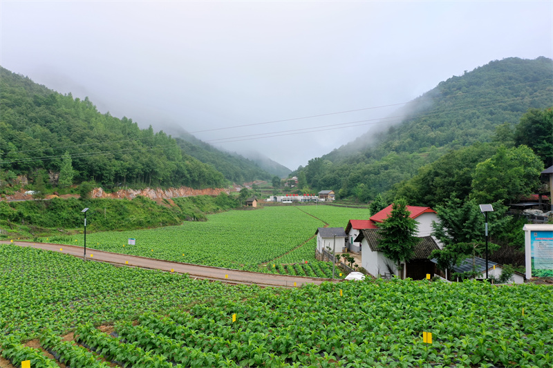 麻坪村煙葉產(chǎn)業(yè)