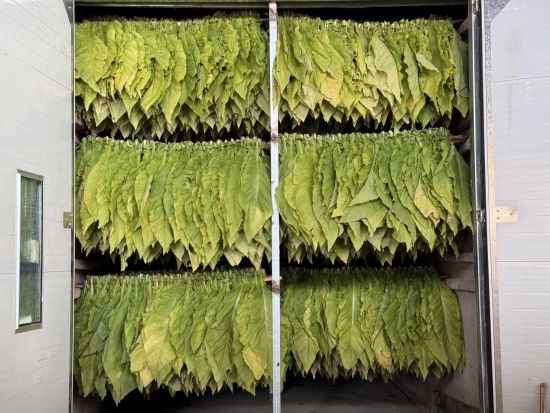 圖為生物質(zhì)顆粒燃料烤房烘烤場(chǎng)景