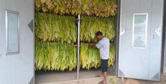 圖為煙農利用新能源烤房烘烤煙葉.png