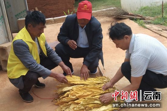九華清入戶(hù)指導(dǎo)煙農(nóng)烘烤(九華清 供圖)