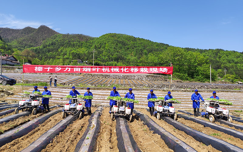 機械化移栽現(xiàn)場