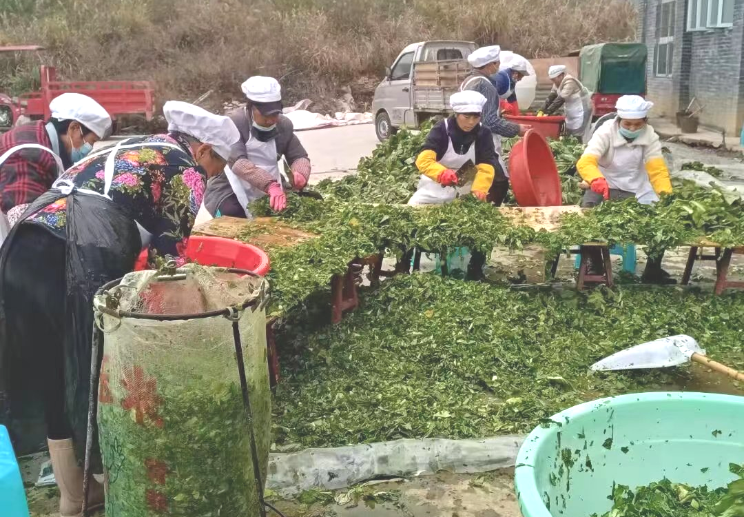 鹽菜加工現場.png