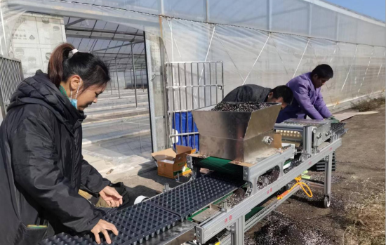 圖為安福縣寮塘鄉(xiāng)瀝塘村育苗點正在使用機器播種