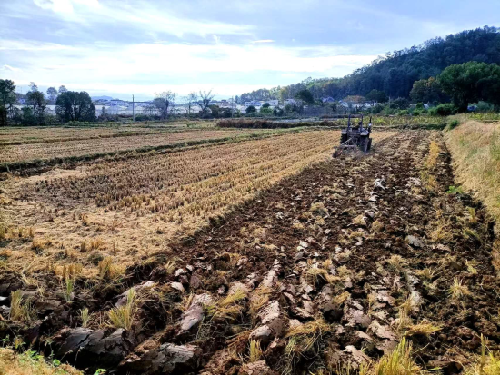 圖為石城縣煙田深翻現(xiàn)場