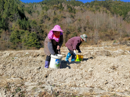圖為高田鎮上柏村煙田里工人們正在幫煙農付樹清施基肥