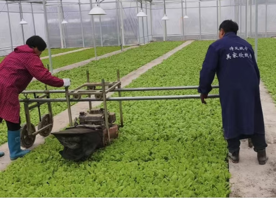 圖為技術人員正在指導協助育苗戶進行剪葉工作