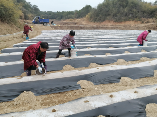圖為石城縣琴江鎮湖下村煙農陳樂星帶領工人正在煙田施營養土
