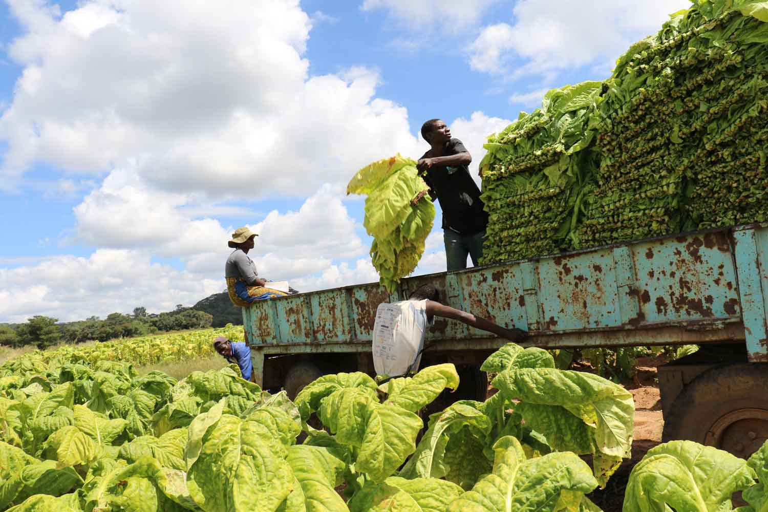 zimbabwe-tractor.jpg