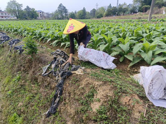 圖為會昌縣周田鎮煙農正在收集煙田廢舊地膜
