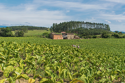 Brazil-tobacco-field.jpg
