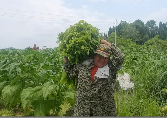 圖為煙農(nóng)雇工正在田間采收煙葉