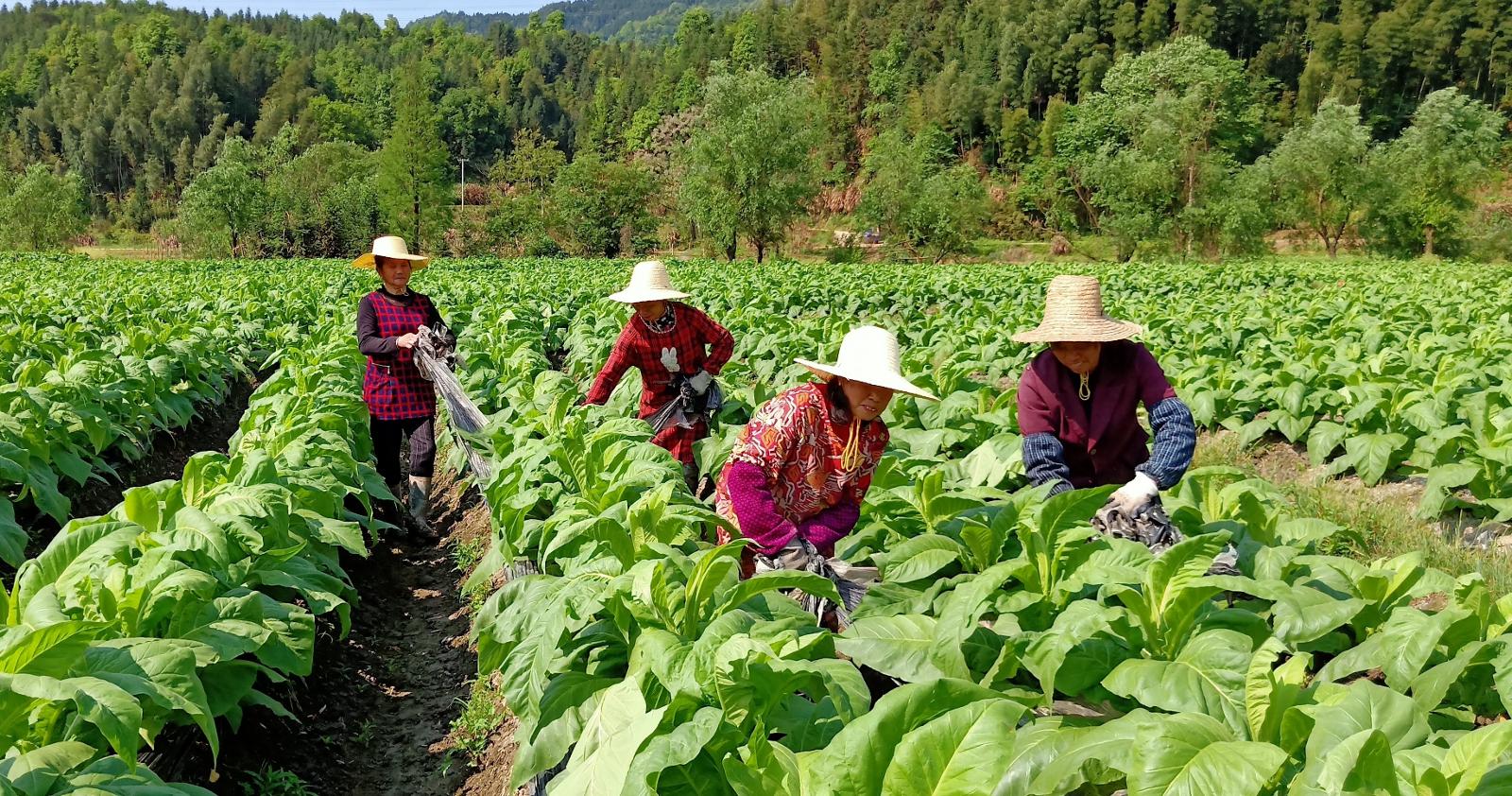 圖為煙農在煙田中回收廢舊地膜.jpg