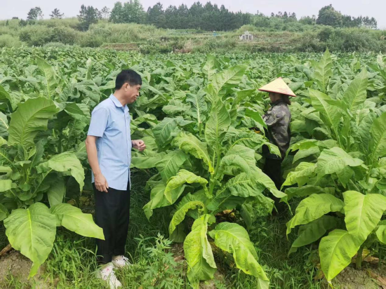圖為駐村隊員為王鳳英進行煙葉打頂指導