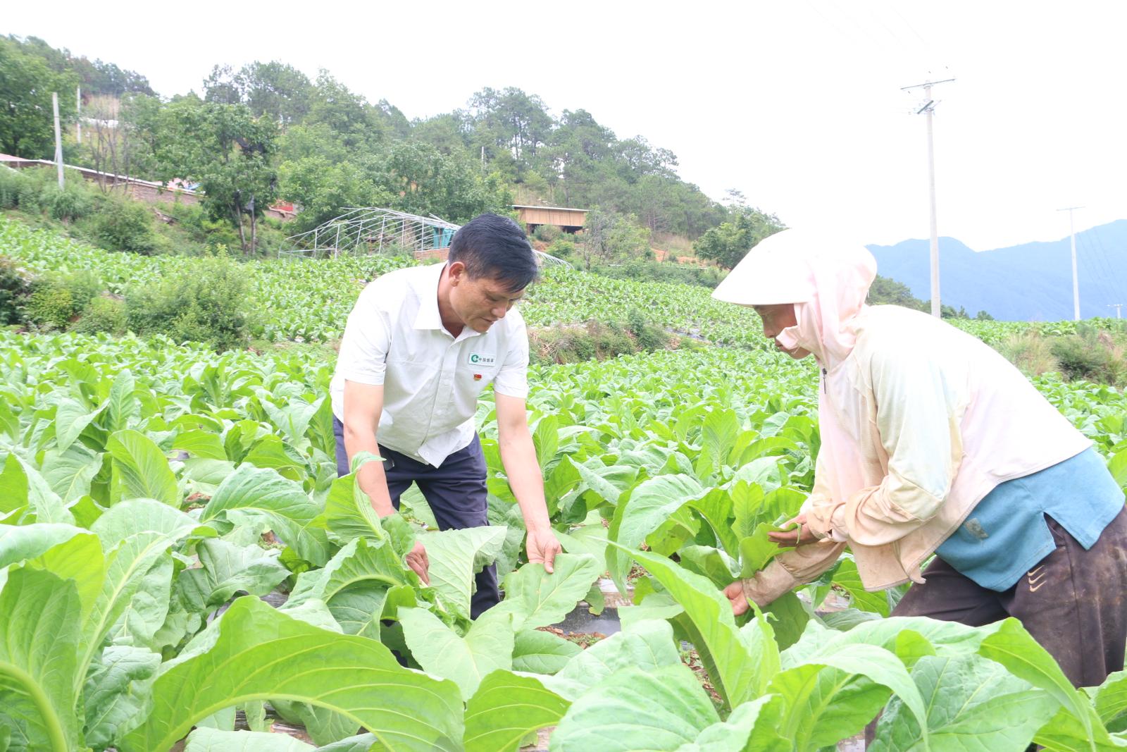 黨員李杰田間指導病蟲害防治.JPG