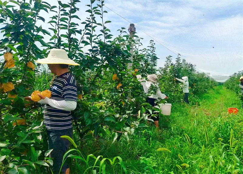 村民正在采摘砂梨