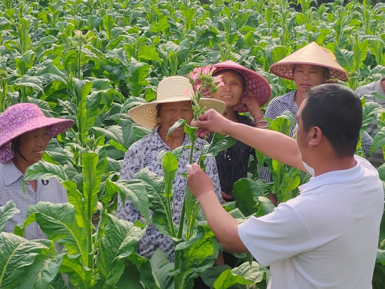 圖為煙株打頂技術(shù)培訓現(xiàn)場