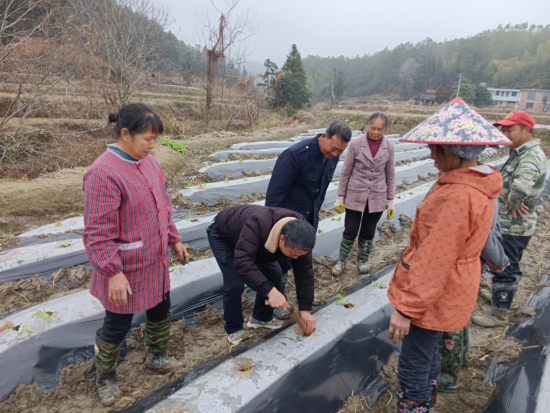 圖為煙苗移栽培訓現(xiàn)場